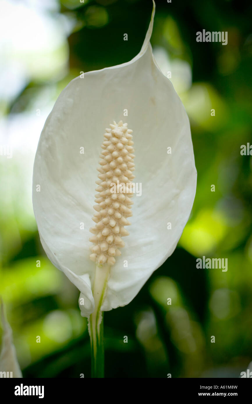 peace lily flower Stock Photo Alamy