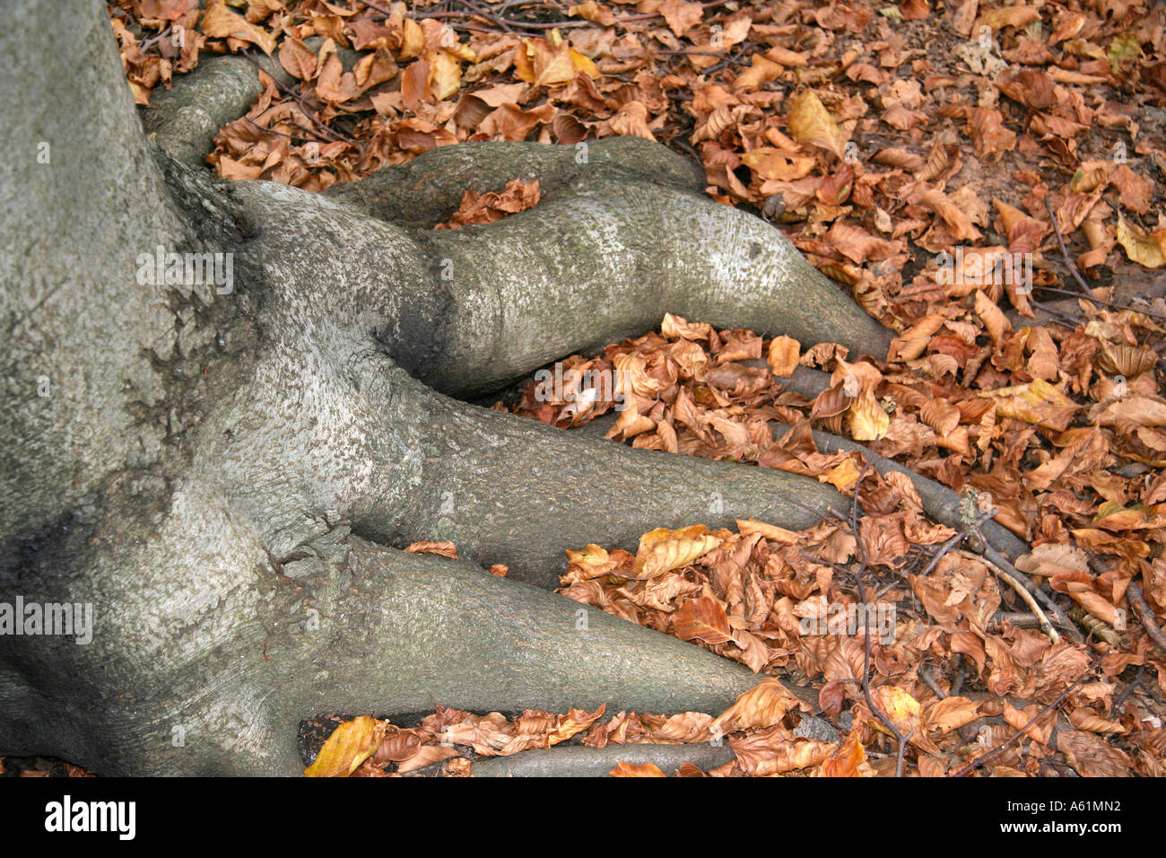 Root Italy Stock Photo