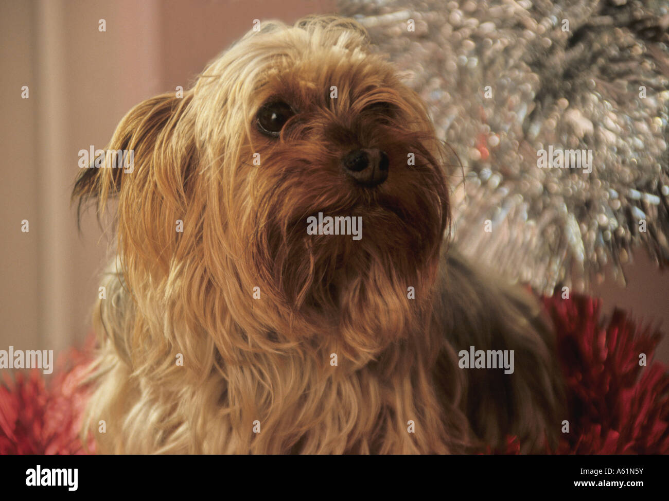 yorkshire terrier dog surrounded by lots of tinsel at Christmas time Stock Photo