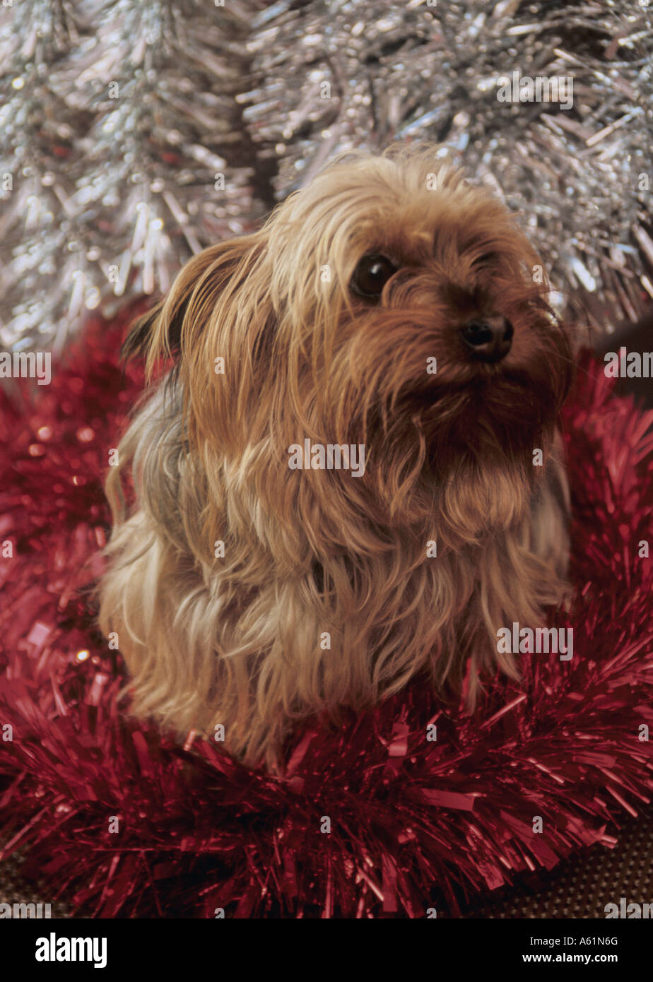 yorkshire terrier dog surrounded by lots of tinsel at Christmas time Stock Photo