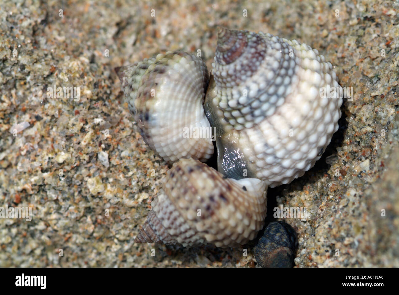 beaded periwinkle Tectarius muricatus snails mating periwinkles shells