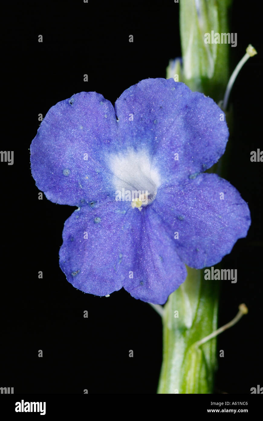 Blue Porterweed Stachytarpheta jamaicensis flower garden purple Stock Photo
