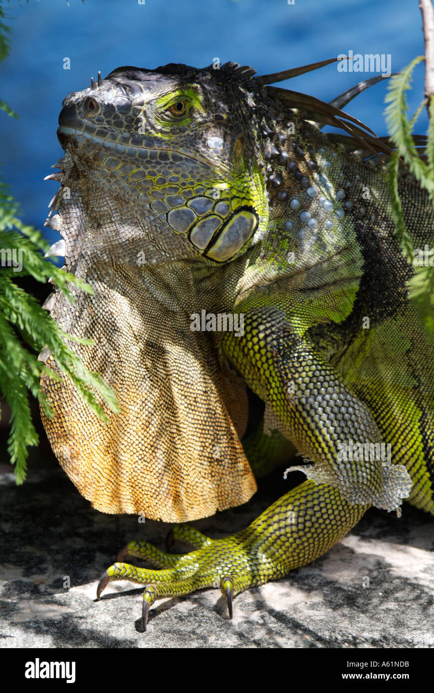 iguana lizards iguanas dewlap subtympanic shield tuberculate scales