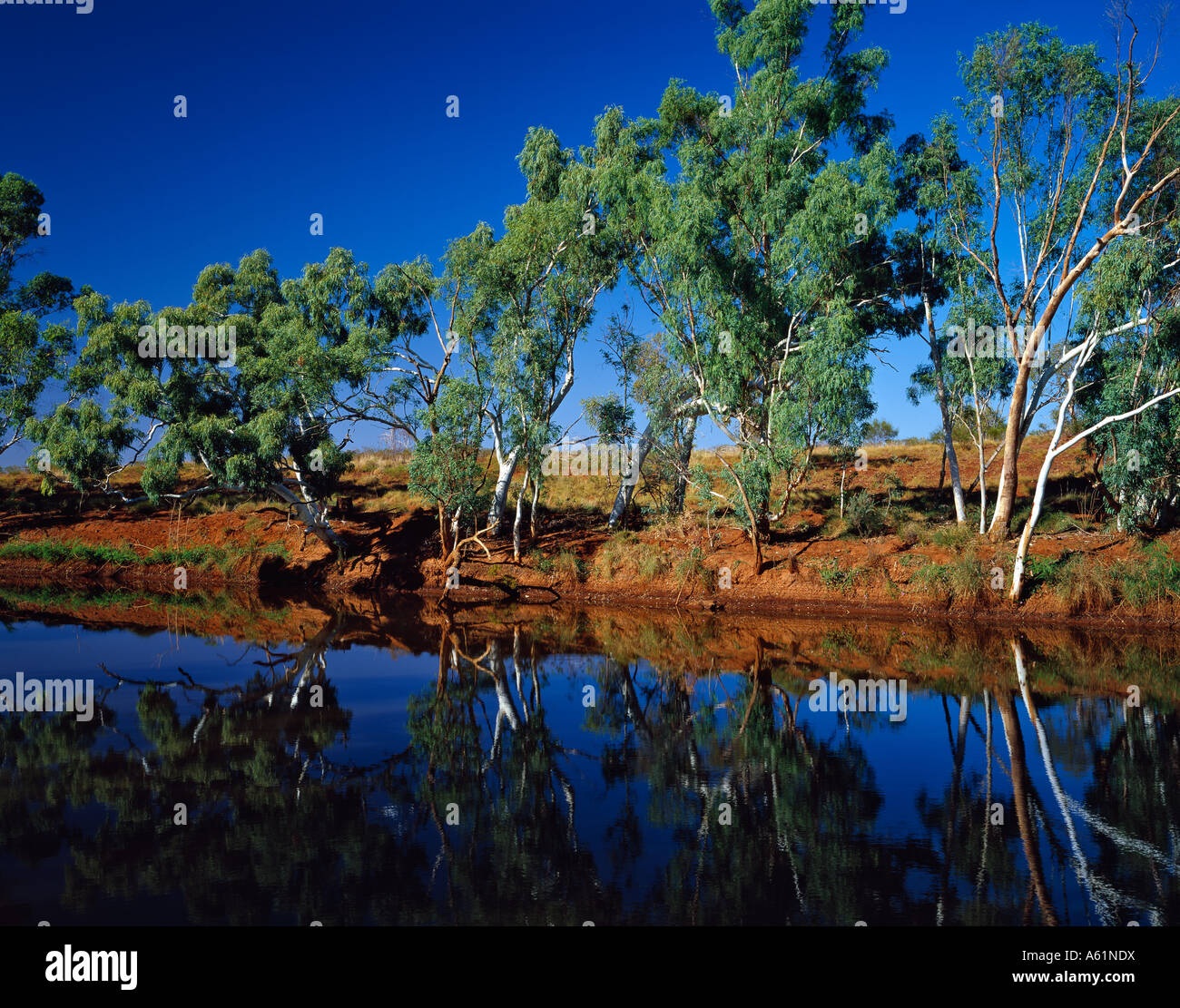 River Red Gums reflected in waterhole on the Cane River Pilbara Western Australia Stock Photo