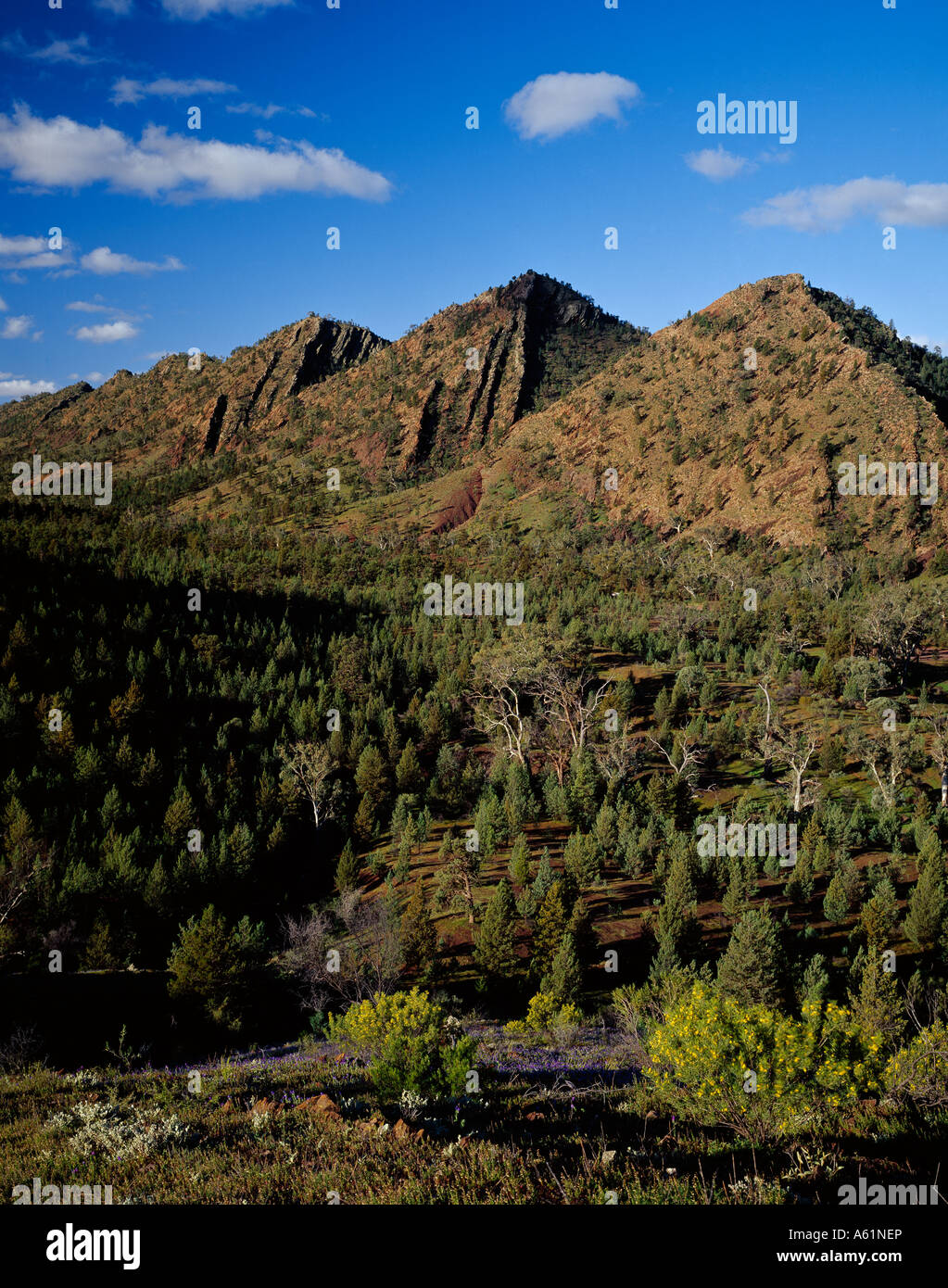 Rugged landscape with Cypress Pines near Bunyeroo Gorge in the Flinders Ranges National Park South Australia Stock Photo