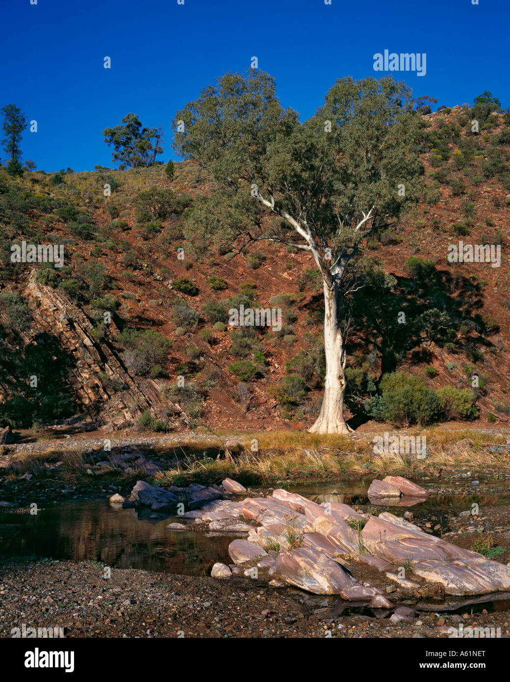 River Red Gum tree Eucalyptus camaldulensis in Brachina Gorge in the Flinders Ranges National Park South Australia Stock Photo