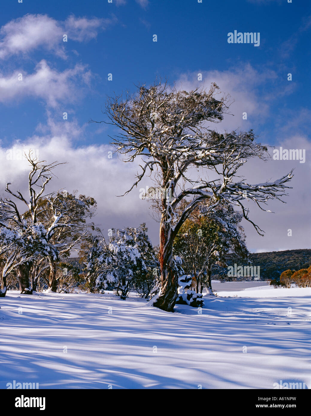 Mount selwyn mountains hires stock photography and images Alamy