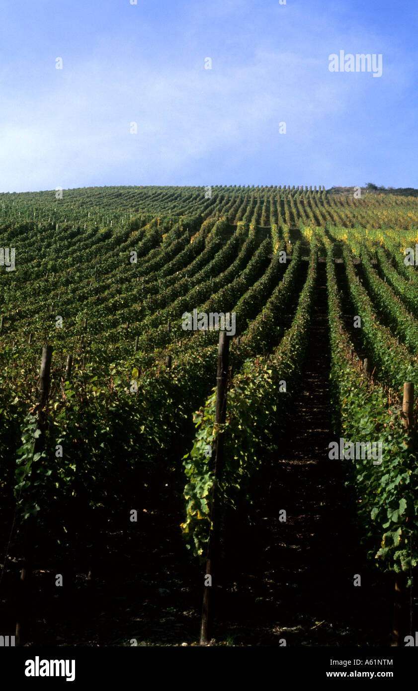 Life in Germany grapes growing on vines in wine country on the famous ...