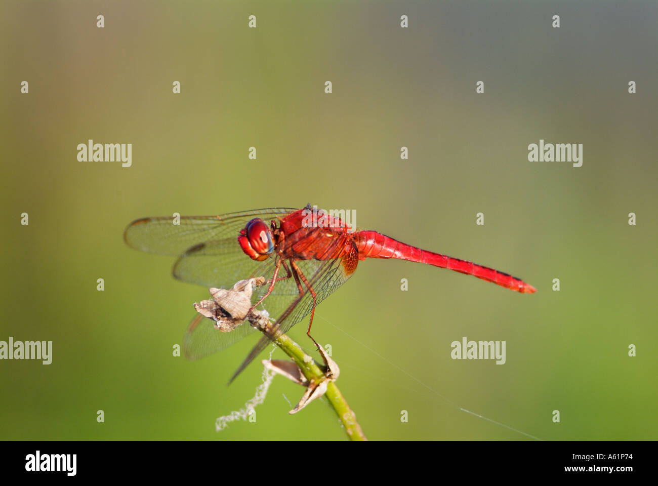 male scarlet skimmer dragonfly family Libellulidae dragonflies insects