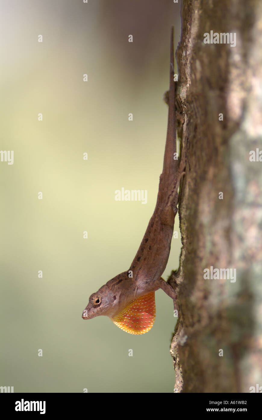 anole exposing dewlap lizards reptiles Stock Photo Alamy