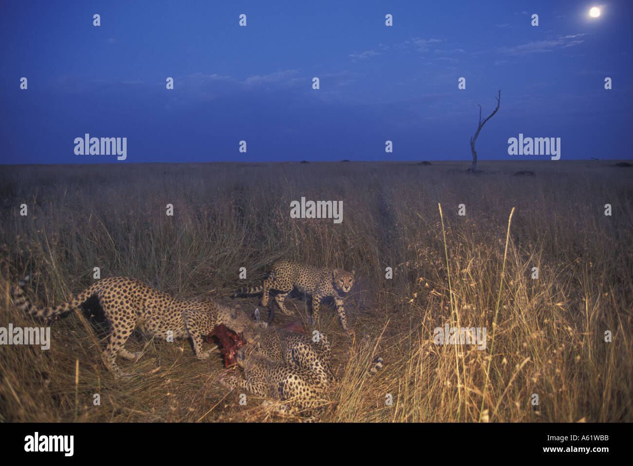 Africa Kenya Masai Mara Game Reserve Cheetah and cubs Acinonyx jubatas feed on Thomson s Gazelle kill under full moon Stock Photo