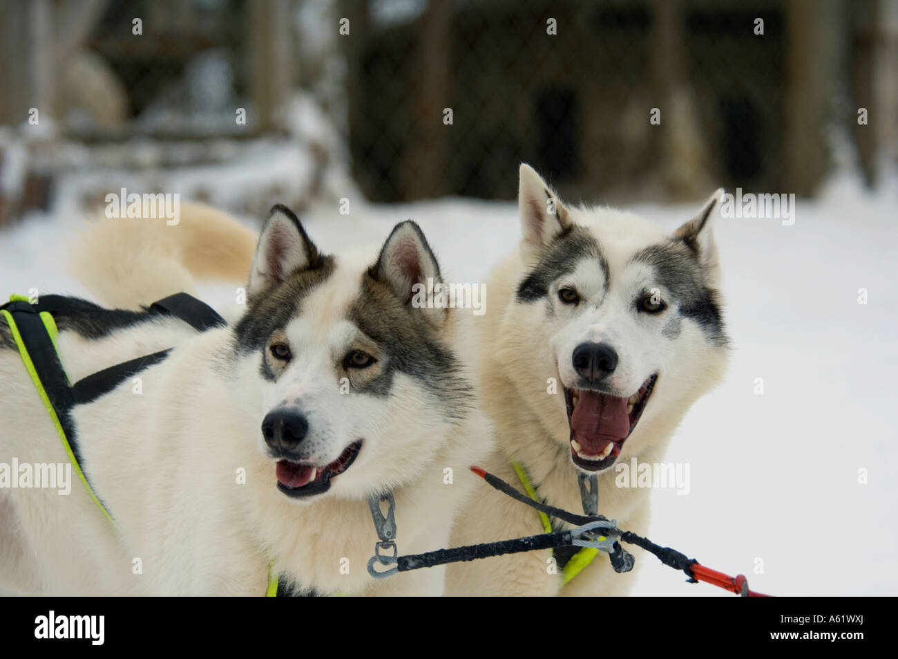 Harnessed Huskies, Luosto, Lapland, Northern Finland, Europe, Arctic Stock Photo
