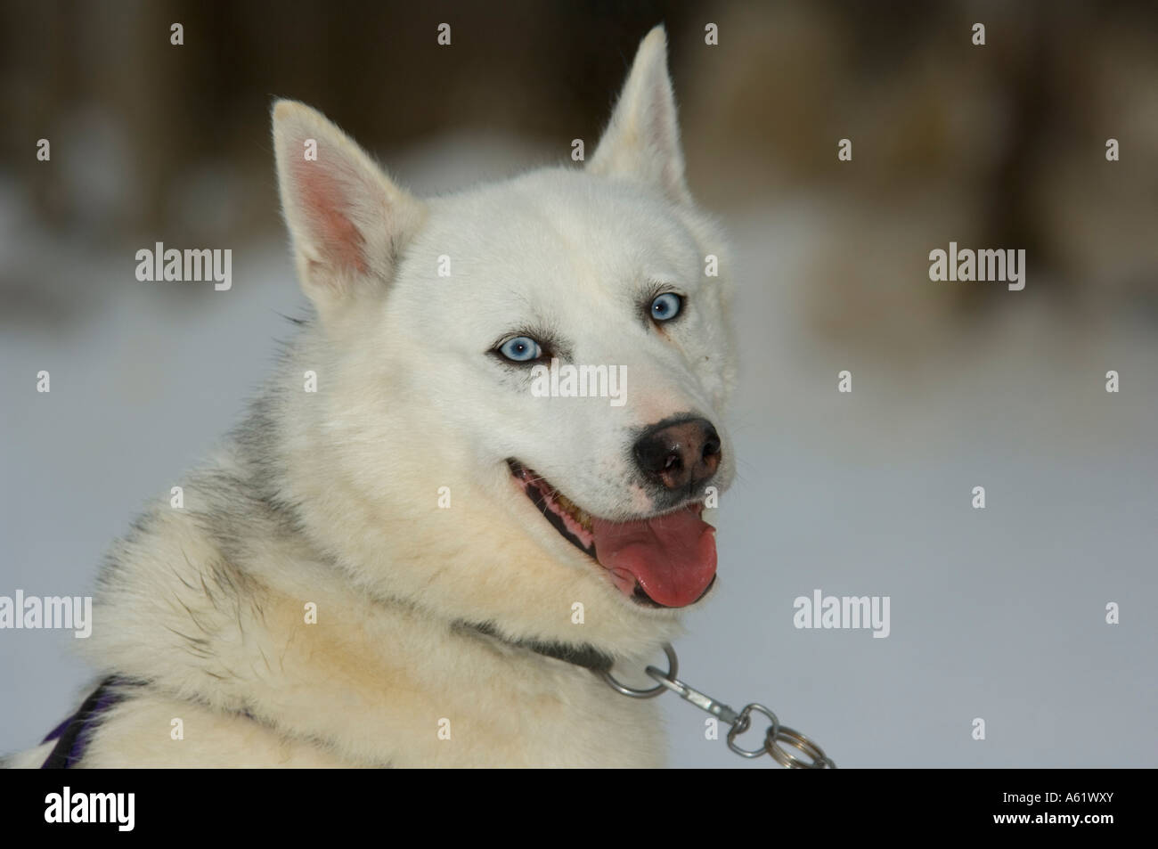 Portrait of a Husky with blue eyes, Luosto, Lapland, Northern Finland, Europe, Arctic Stock Photo