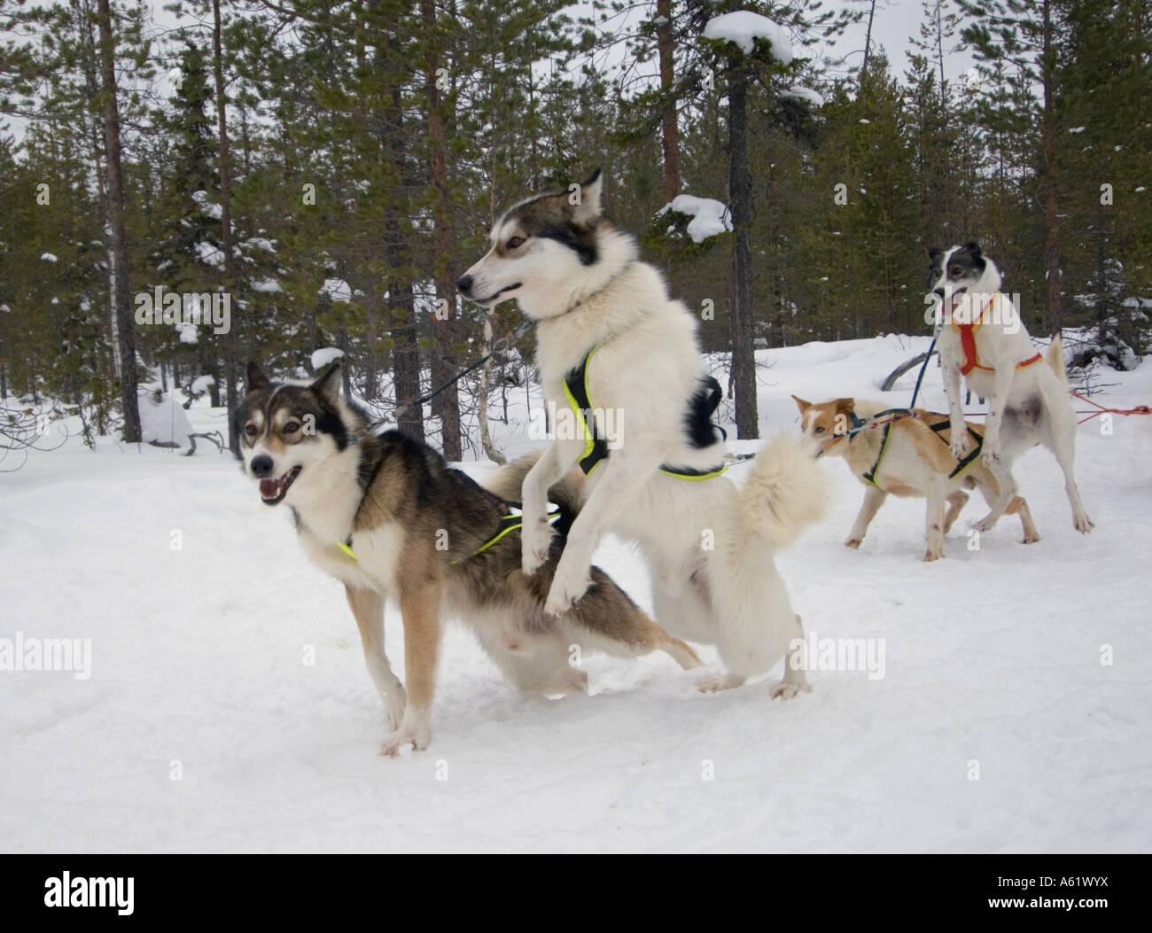 Harnessed Huskies, Luosto, Lapland, Northern Finland, Europe, Arctic Stock Photo