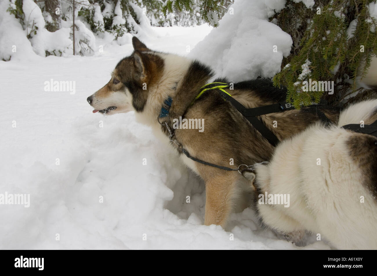 Huskies, Luosto, Lapland, Northern Finland, Europe, Arctic Stock Photo