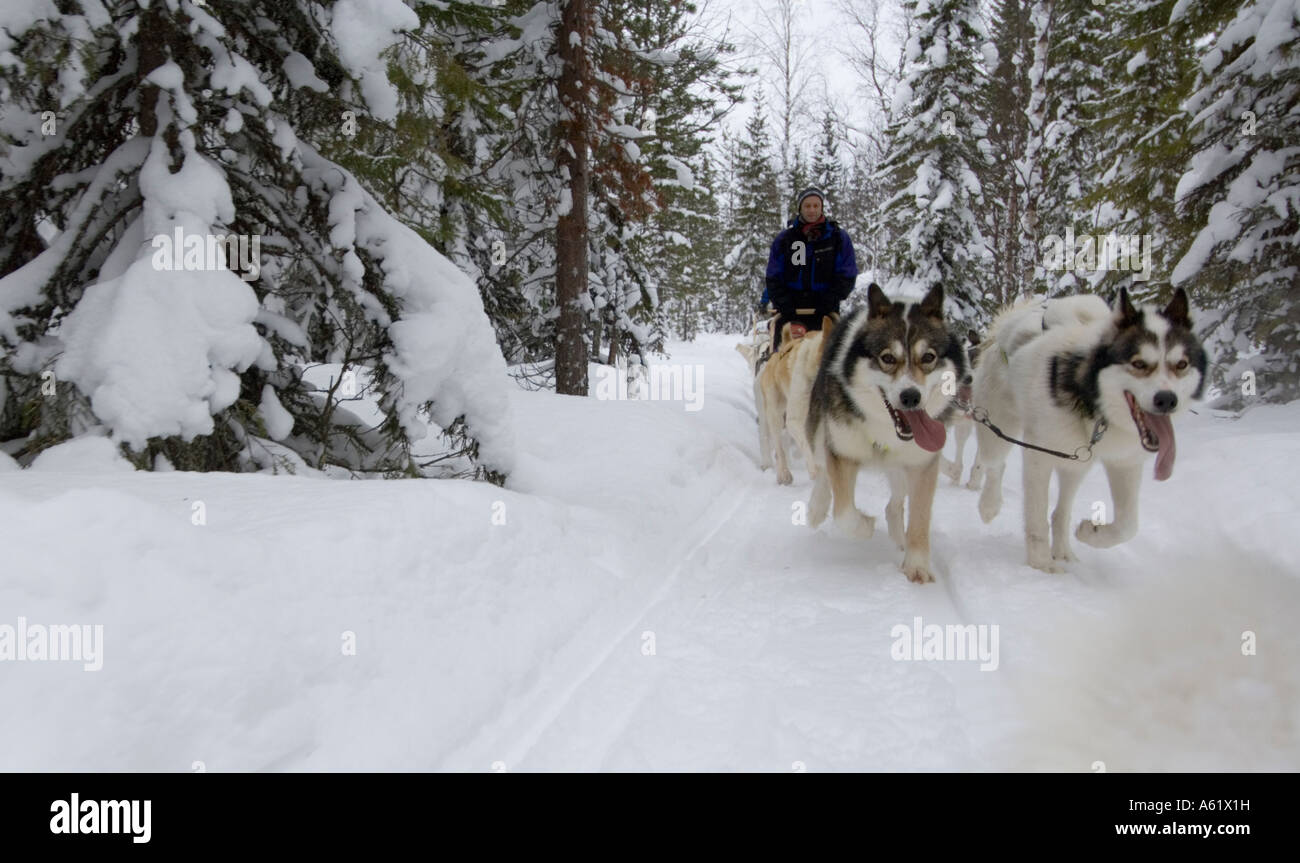 Husky sledding, Luosto, Lapland, Northern Finland, Europe, Arctic Stock Photo