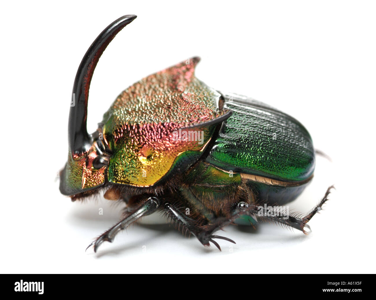 rainbow scarabbeetle dung beetle Phanaeus vindex Coleoptera Scarabeidae male beetles insects bugs jewel Stock Photo