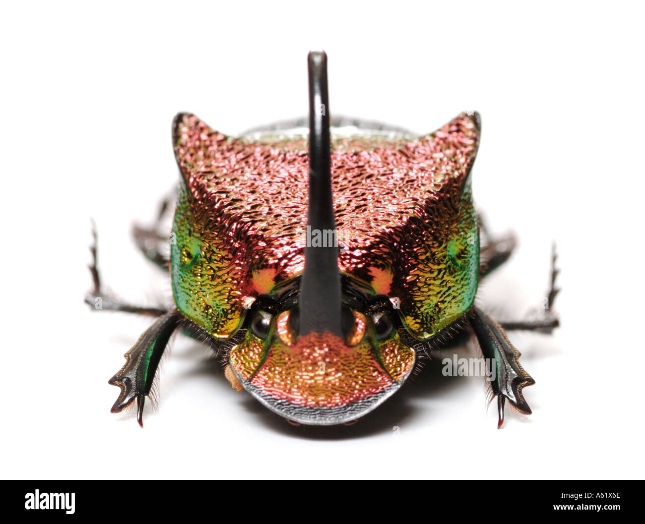rainbow scarabbeetle dung beetle Phanaeus vindex Coleoptera Scarabeidae male beetles insects bugs jewel Stock Photo