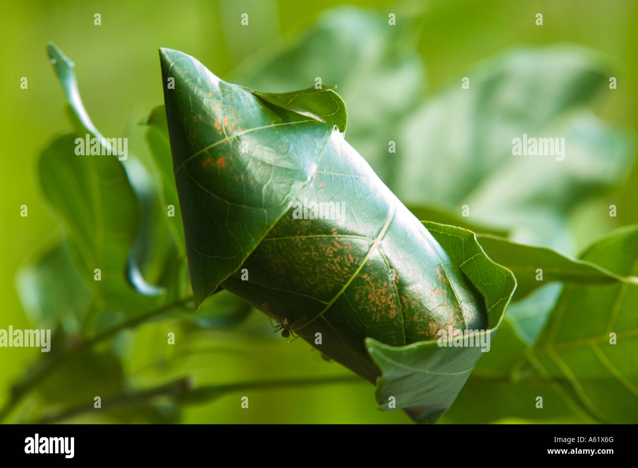 Green Ant (Oecophylla sp.) nest, built from leaves stuck together, Cairns, Queensland, Australia