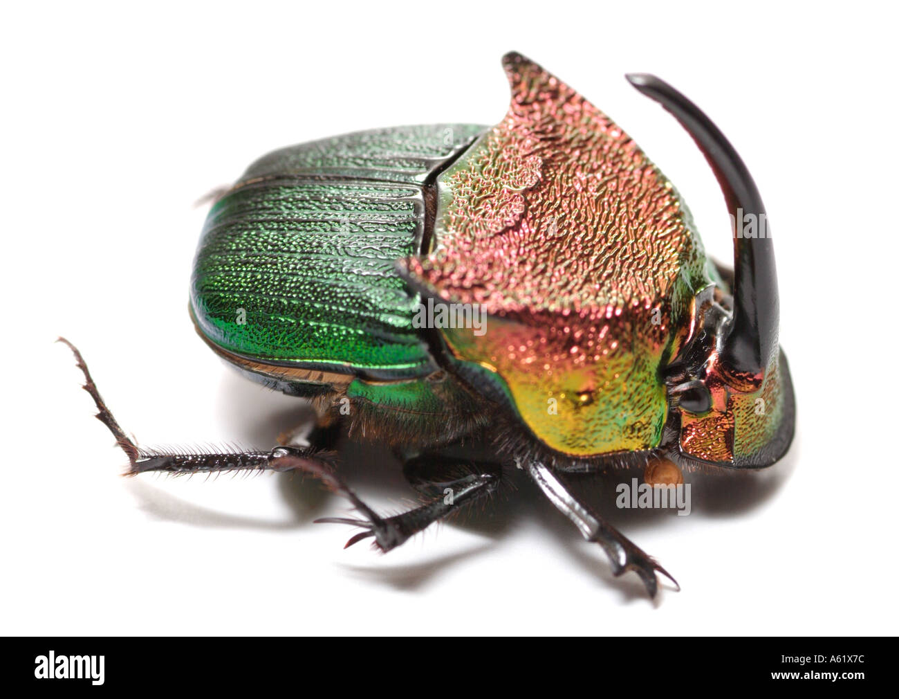 rainbow scarabbeetle dung beetle Phanaeus vindex Coleoptera Scarabeidae male beetles insects bugs jewel Stock Photo