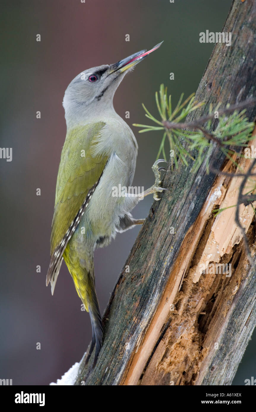 Female Grey-faced Woodpecker (Picus canus), Kouvola, Southern Finland, Europe Stock Photo