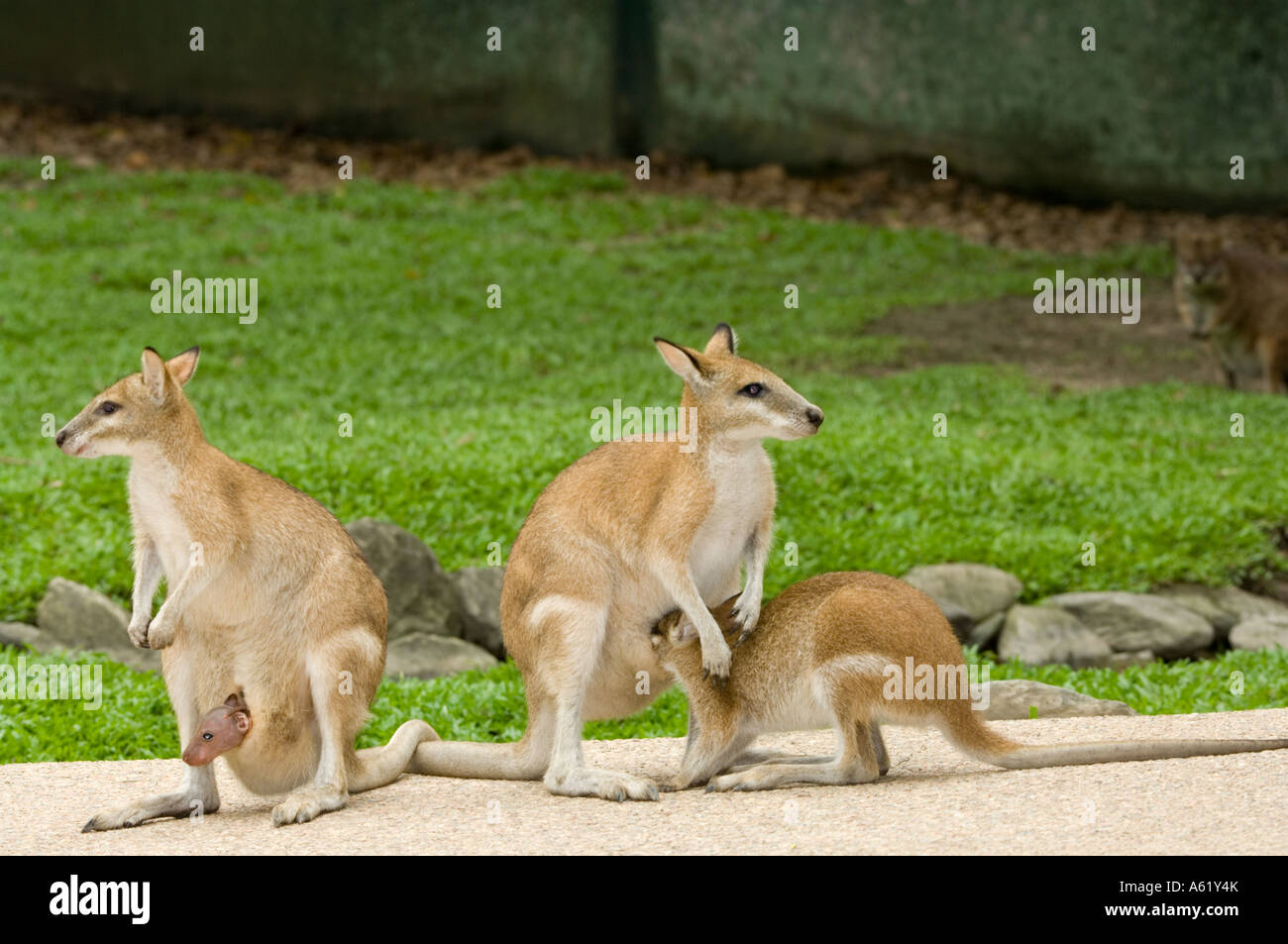 Agile Wallaby (Macropus agilis) nursing mothers, Australia Stock Photo