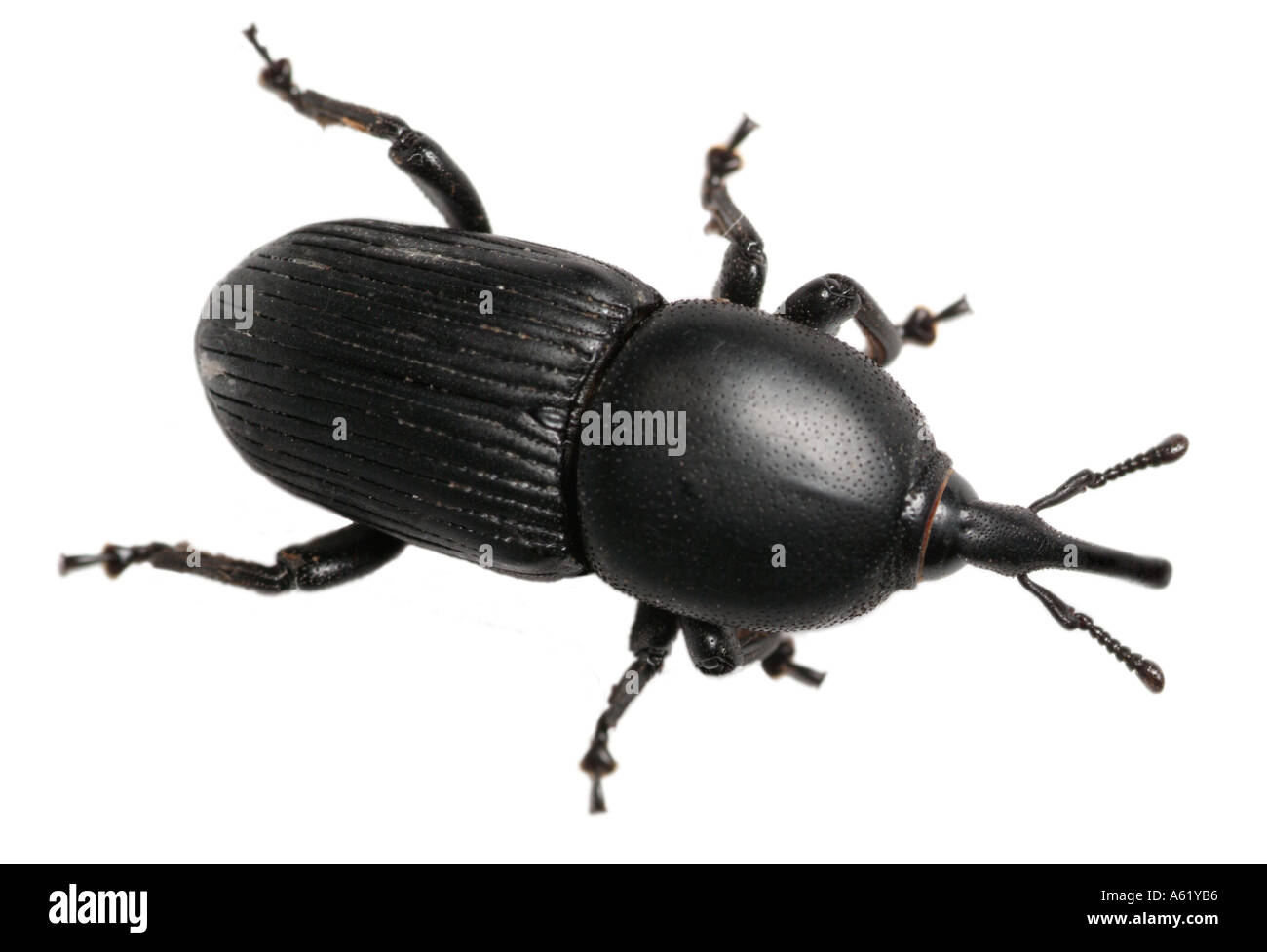 agave billbug Scyphophorus acupunctatus insects bugs beetles Stock ...