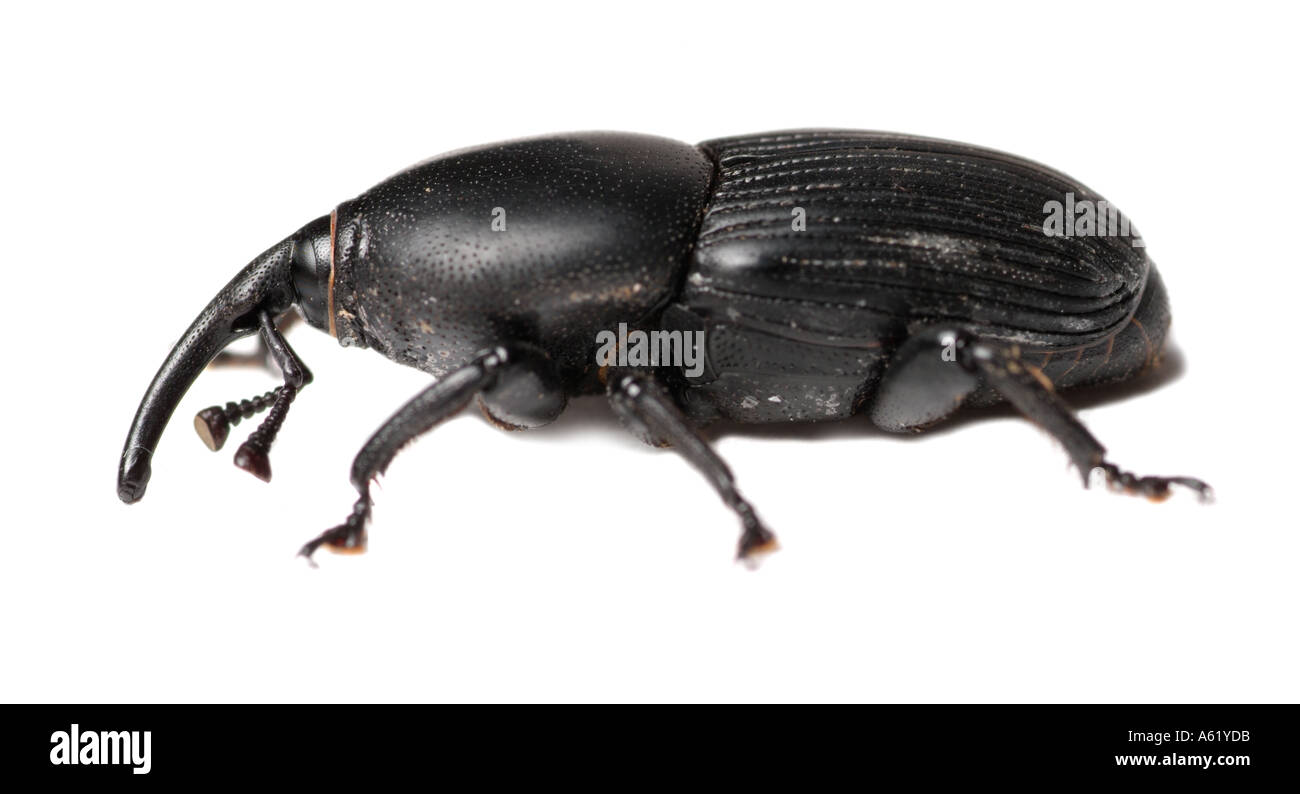 agave billbug Scyphophorus acupunctatus insects bugs beetles Stock ...