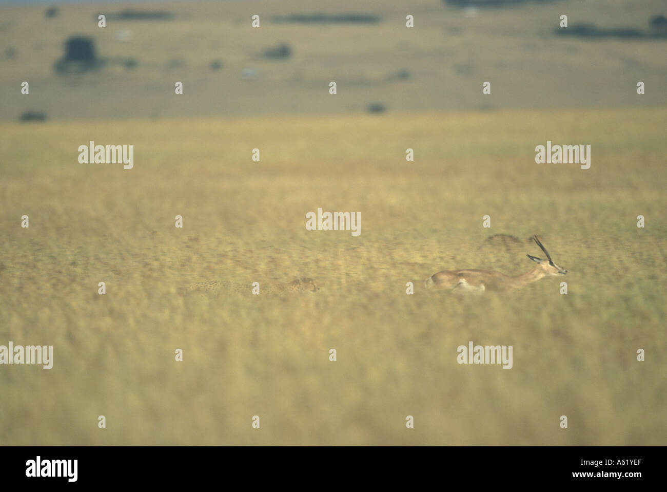 Thomson gazelle run hi-res stock photography and images - Alamy