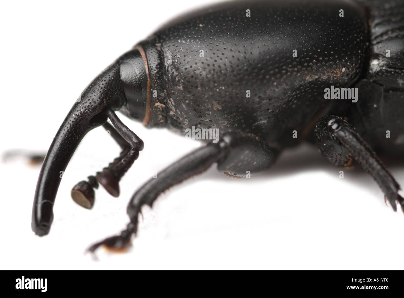 agave billbug Scyphophorus acupunctatus insects bugs beetles Stock ...