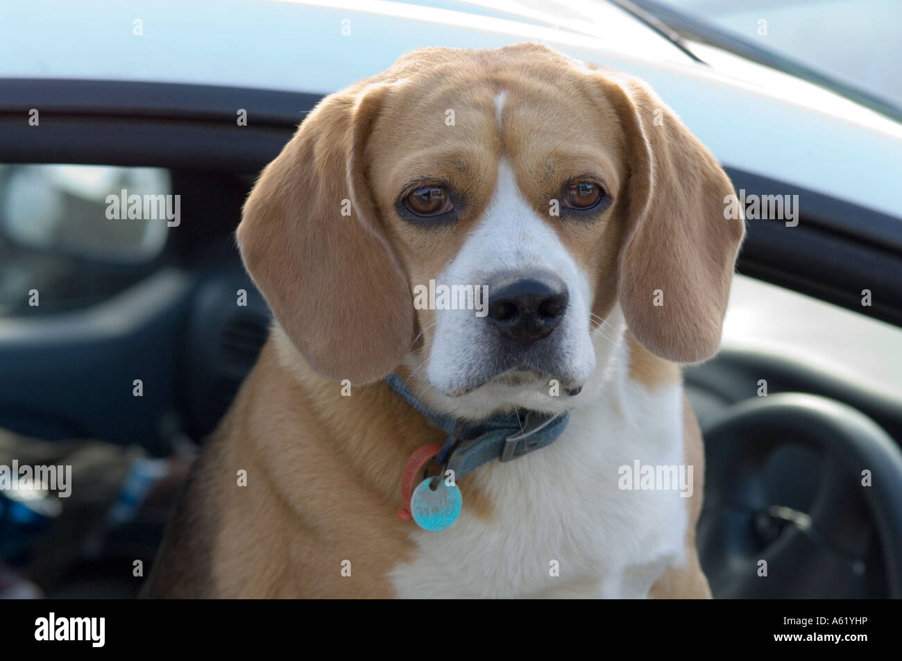 Beagle (Canis familiaris) looking through the car window, Tasmania, Australia Stock Photo