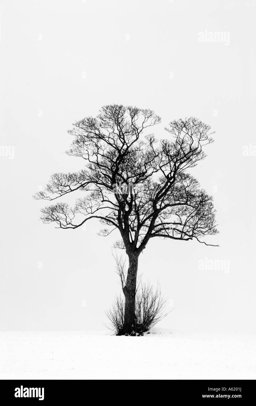 Four seasons tree Black and White Stock Photos & Images - Alamy