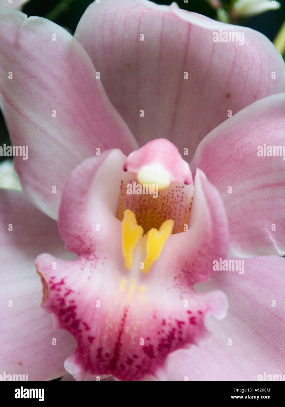 pink orchid orchidea close up Stock Photo