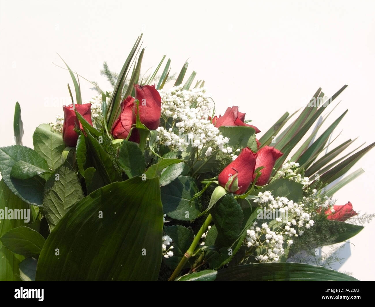 red roses bouquet on white background - love conceptual Stock Photo - Alamy