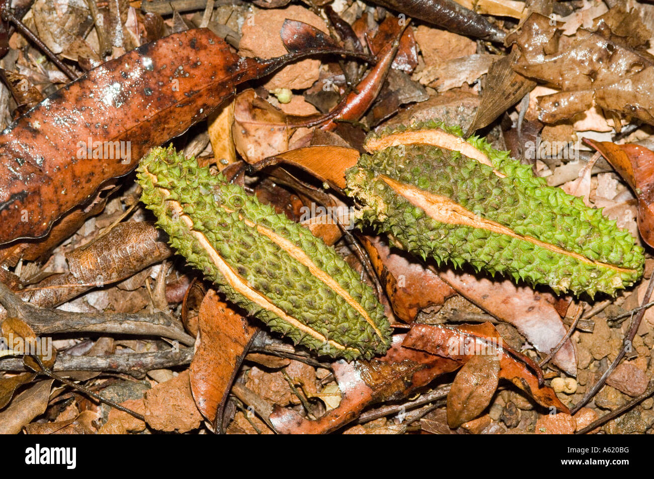 Queensland silver ash tree (Flindersia bourjotiana) fallen fruit