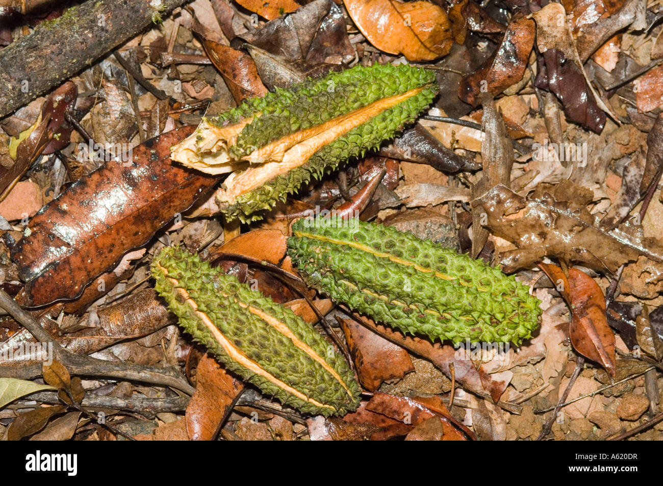 Queensland silver ash tree (Flindersia bourjotiana) fallen fruit