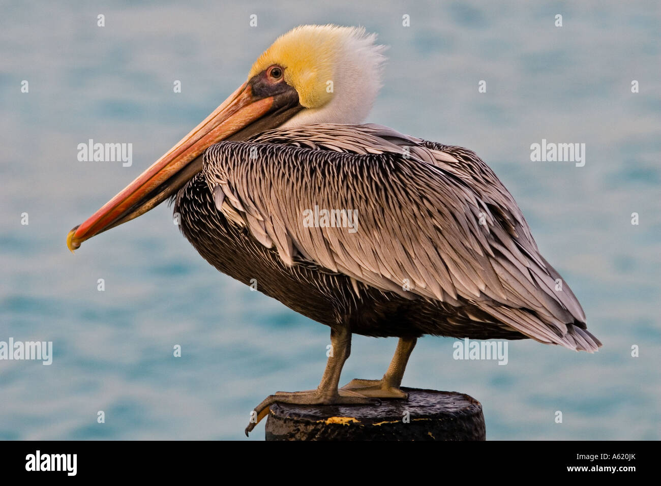 Pelican on piling Stock Photo - Alamy