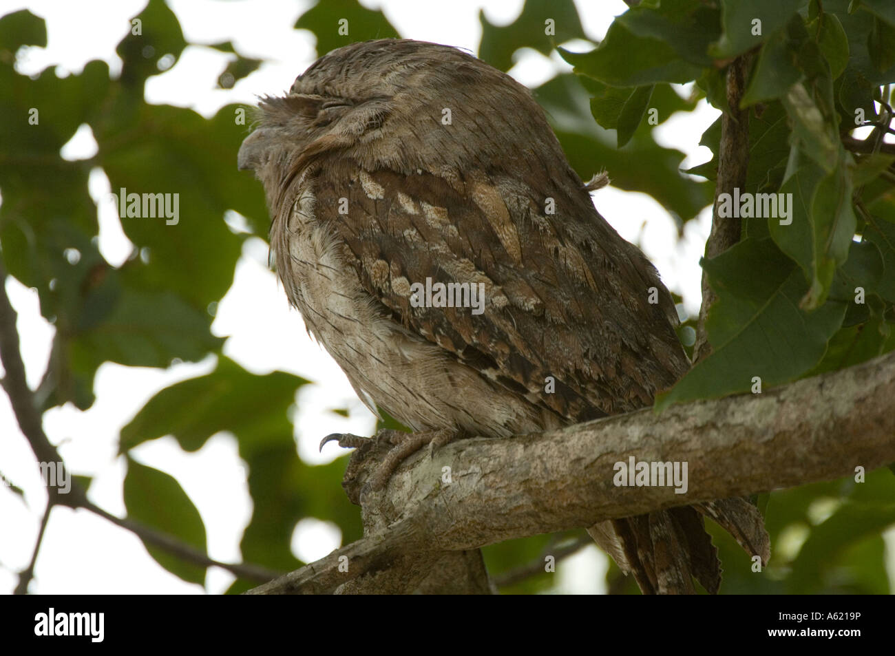 Tawny Frogmouth (Podargus strigoides) adult male, roosting  during daytime, Queensland, Australia Stock Photo