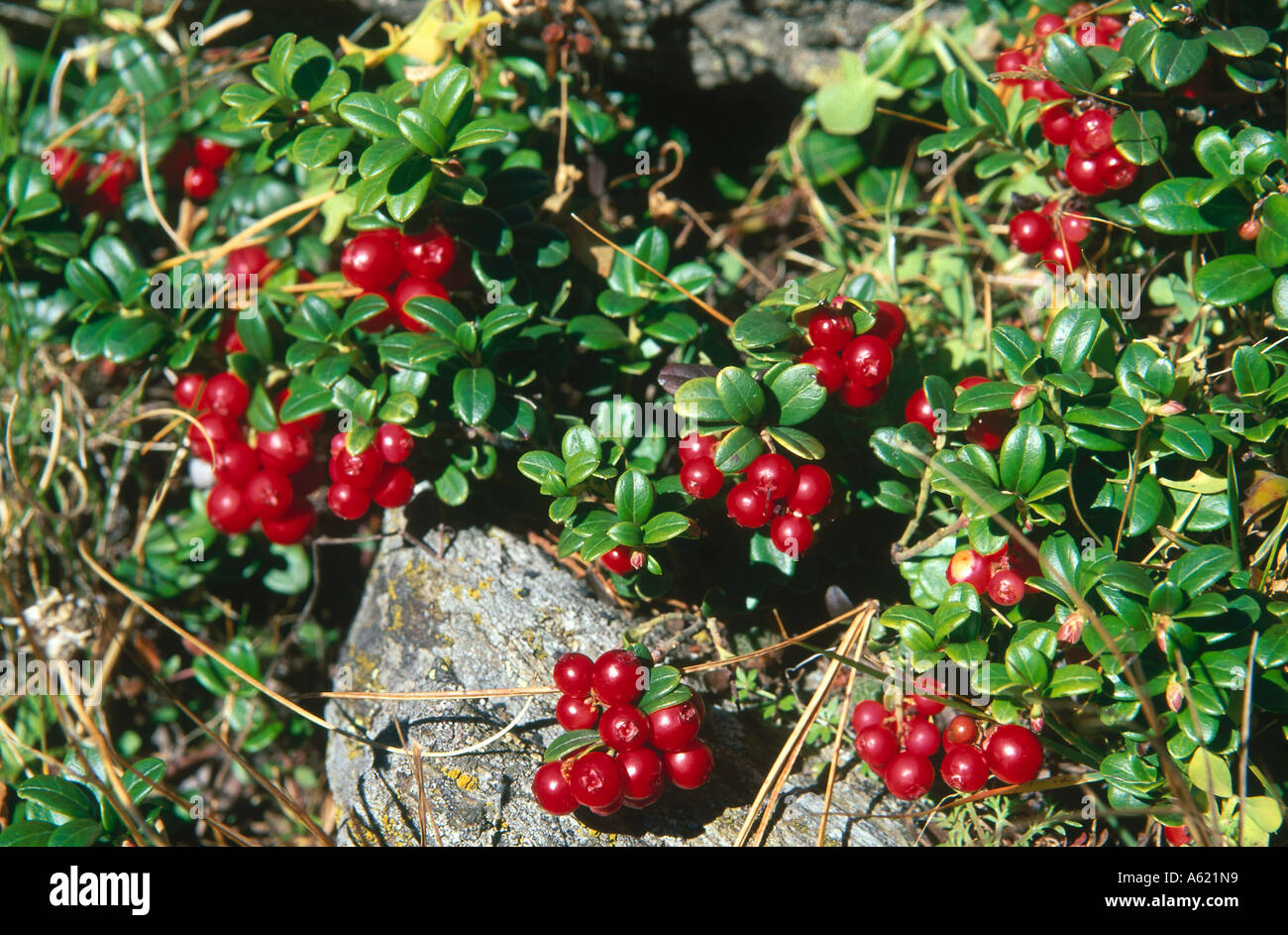 Cranberries growing hires stock photography and images Alamy