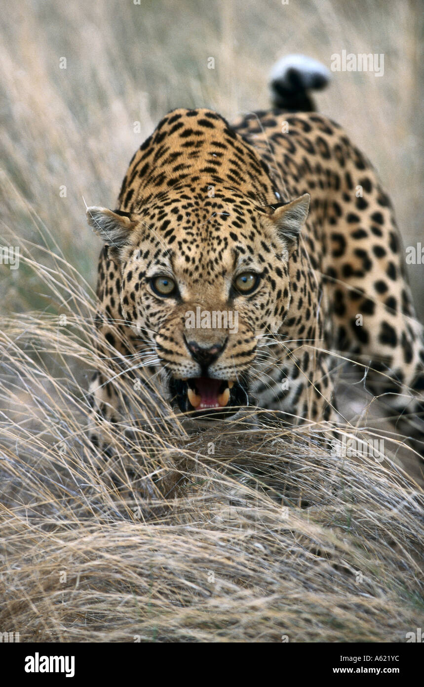 Close up leopard hi-res stock photography and images - Alamy