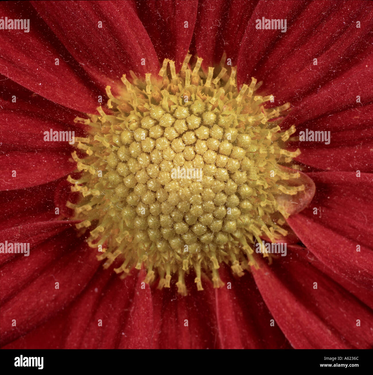Disc florets at the centre of a Chrysanthemum flower Stock Photo