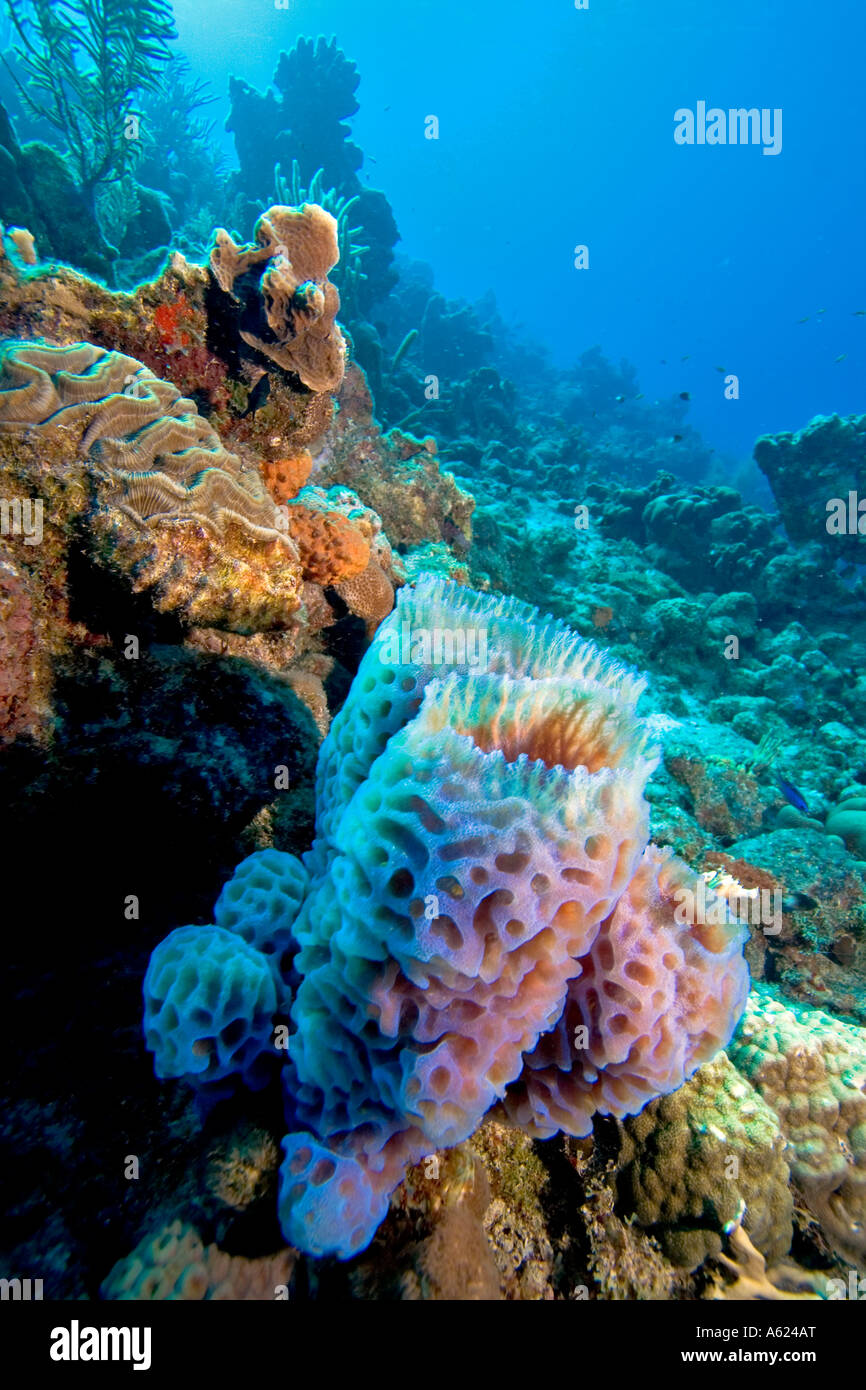 Purple vase sponge Stock Photo Alamy