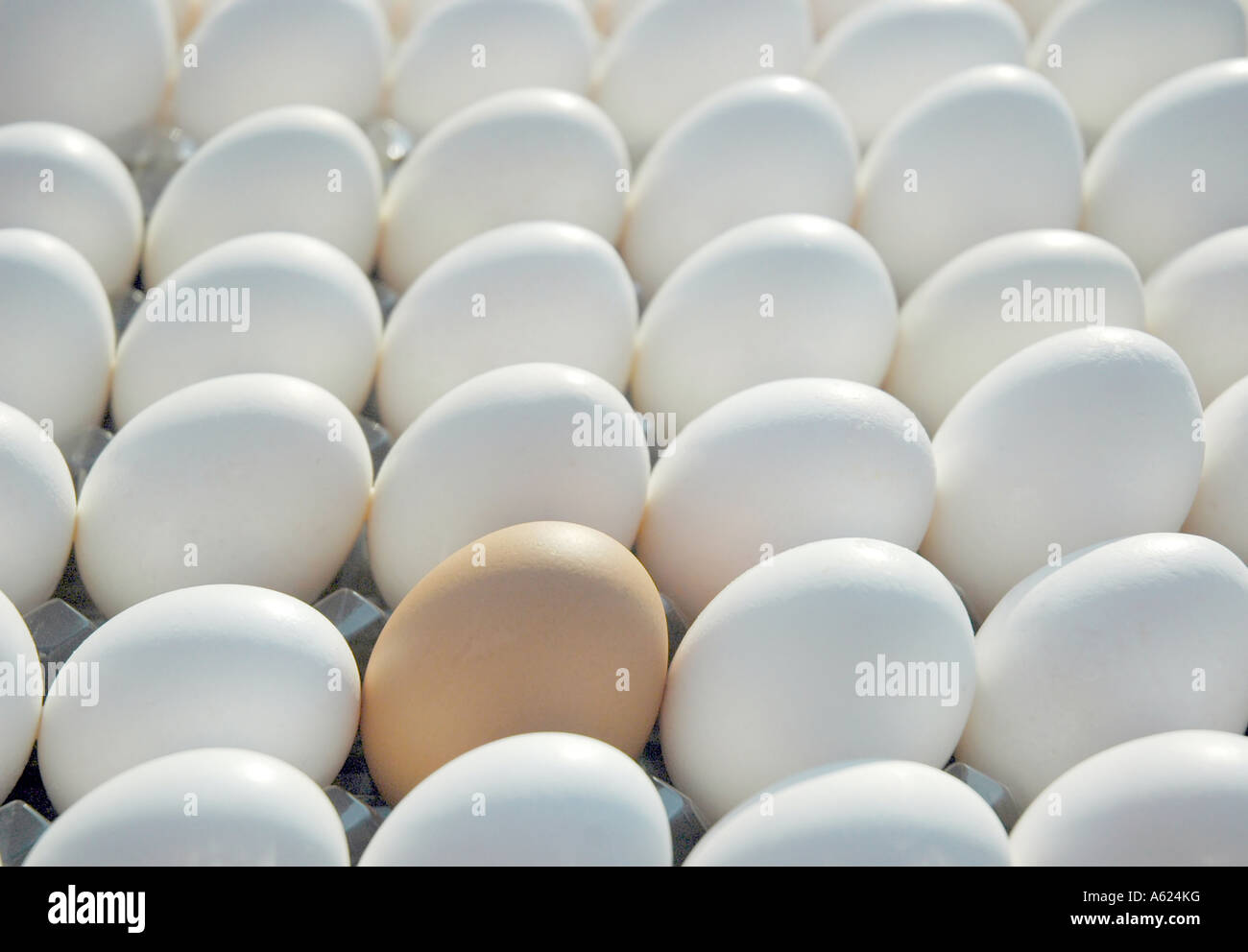 Odd Egg Out one brown egg in a sea of white eggs all traveling in the