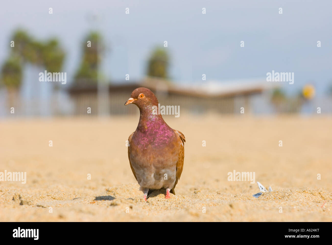 Pigeon alone on the beach Stock Photo