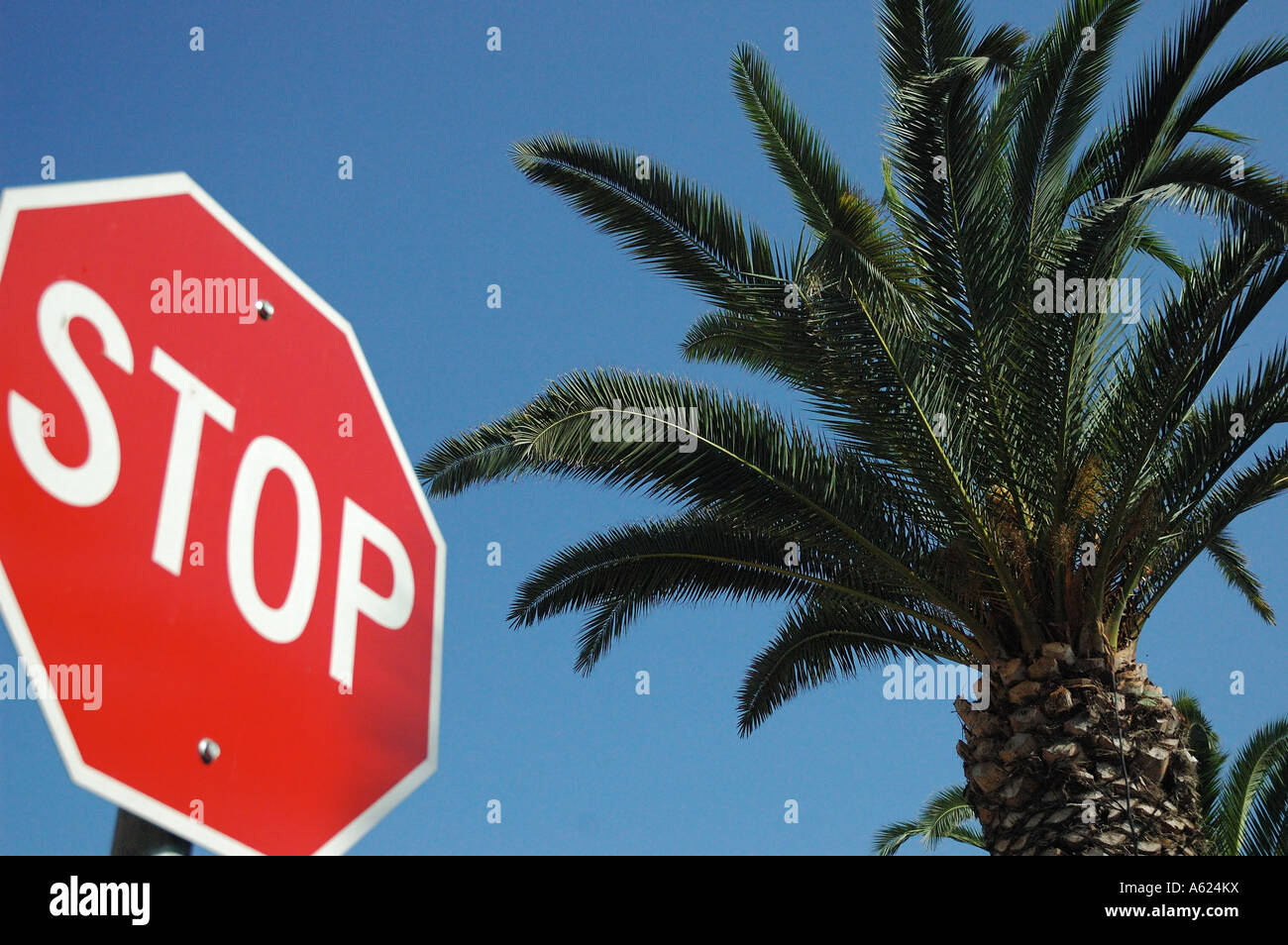 Stop in the Tropics - Palm tree and stop sign against bright blue sky Stock Photo