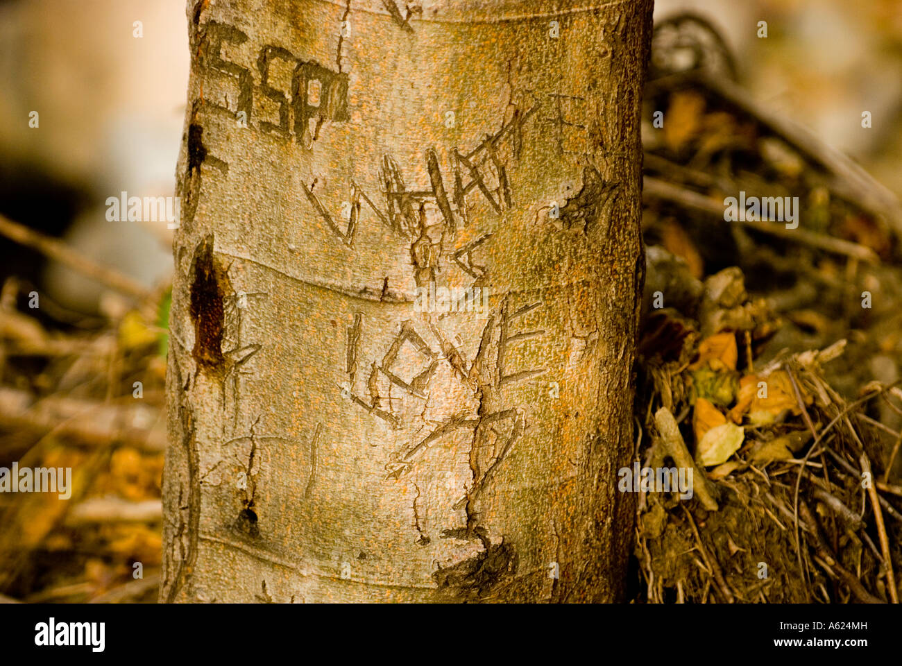 What is Love? Carved into a tree trunk Stock Photo Alamy