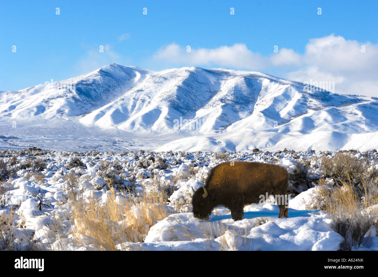 Buffalo in front of a snowy mountain Stock Photo - Alamy