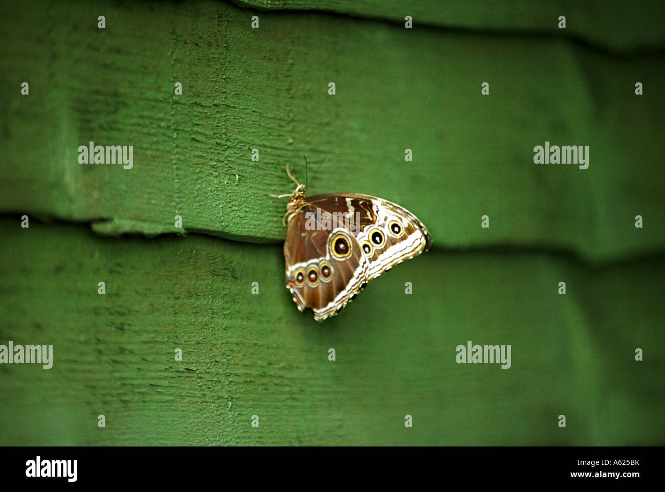 Tropical Morpho Peleides Butterfly Stock Photo