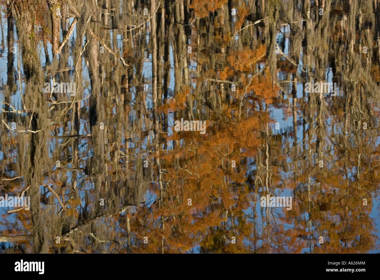 Reflection of Bald Cypress Trees in Swamp Water Taxodium distichum Louisiana USA Autumn Stock Photo