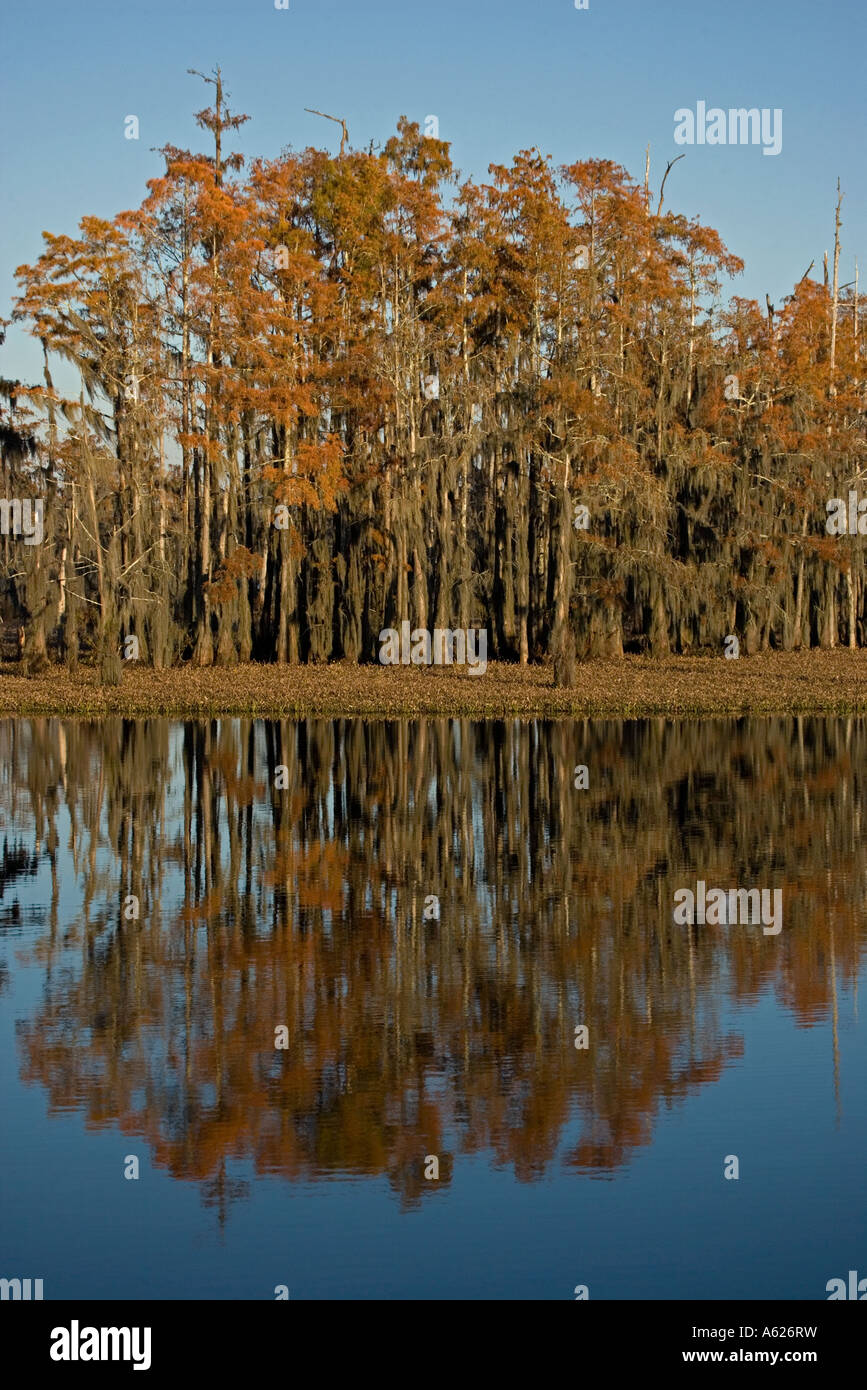 Bald Cypress Trees With Reflection in Louisiana Swamp Taxodium distichum Louisiana USA Autumn Stock Photo